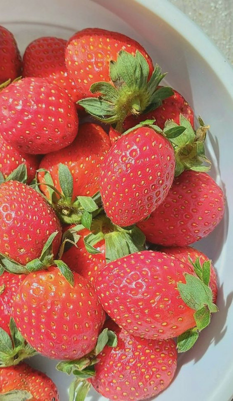 Strawberry Plants Bareroot - 100 Bareroots - Ozark Beauty Everbearing Strawberry - Image 4