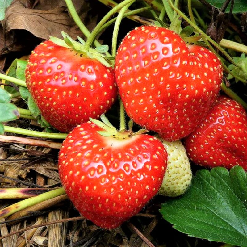Strawberry Plants Bareroot - 100 Bareroots - Ozark Beauty Everbearing Strawberry