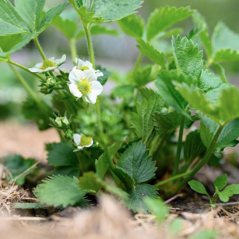 Strawberry Plants Bareroot - 100 Bareroots - Seascape Everbearing Strawberry - Image 5