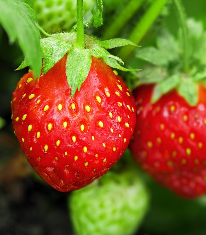 Strawberry Plants Bareroot - 100 Bareroots - Seascape Everbearing Strawberry - Image 2