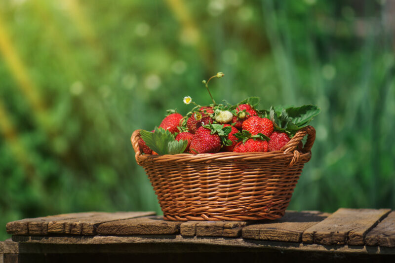 Strawberry Plants Bareroot - 100 Bareroots - Flamingo Strawberry - Image 3