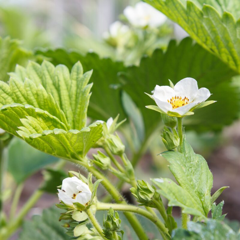 Strawberry Plants Bareroot - 100 Bareroots - Cabot Strawberry - Image 5