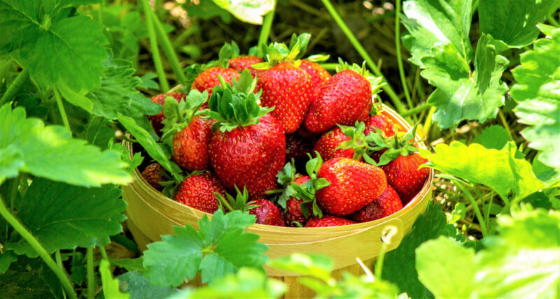 Strawberry Plants Bareroot - 100 Bareroots - Cabot Strawberry - Image 3