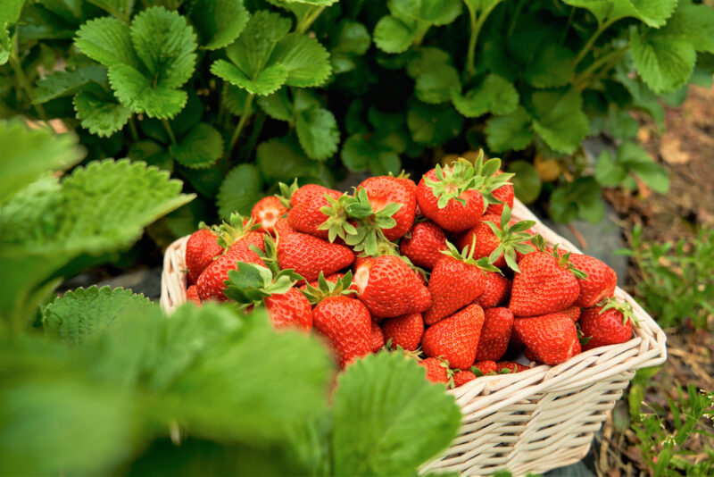 Strawberry Plants Bareroot - 100 Bareroots - Cabot Strawberry - Image 2