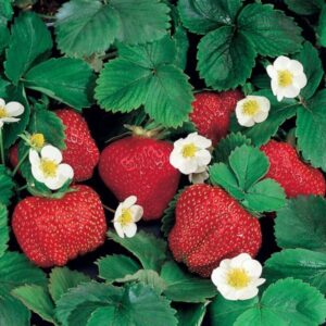 Strawberry Plants Bareroot - 50 Bareroots - Chandler Strawberry