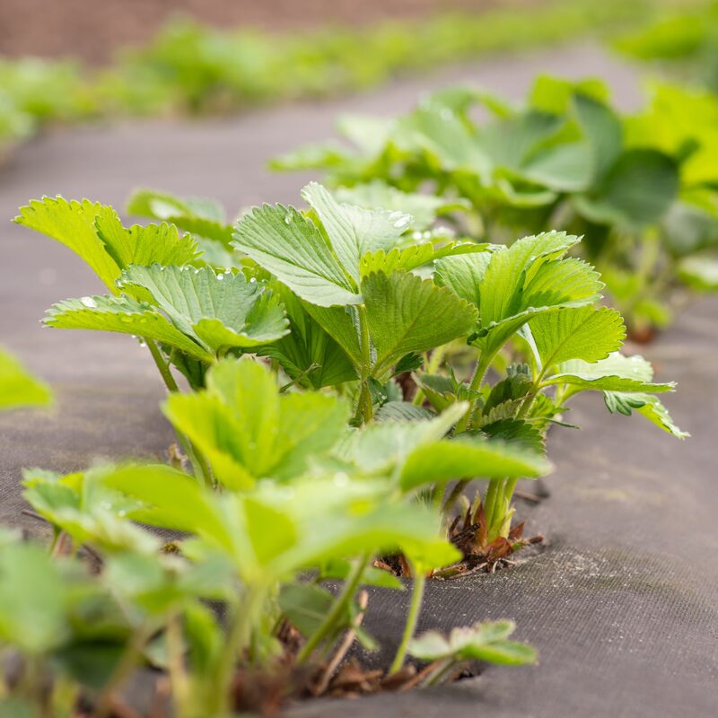 Strawberry Plants Bareroot - 50 Bareroots - Ozark Beauty Everbearing Strawberry - Image 5