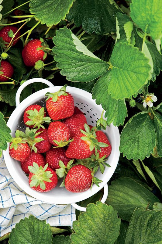 Strawberry Plants Bareroot - 50 Bareroots - Ozark Beauty Everbearing Strawberry - Image 3