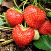 Strawberry Plants Bareroot - 50 Bareroots - Ozark Beauty Everbearing Strawberry