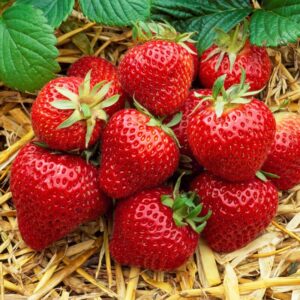Strawberry Plants Bareroot - 50 Bareroots - Seascape Everbearing Strawberry