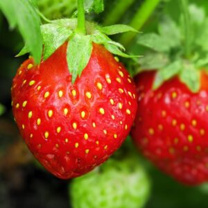 Alternative view of Strawberry Plants Bareroot - 50 Bareroots - Seascape Everbearing Strawberry