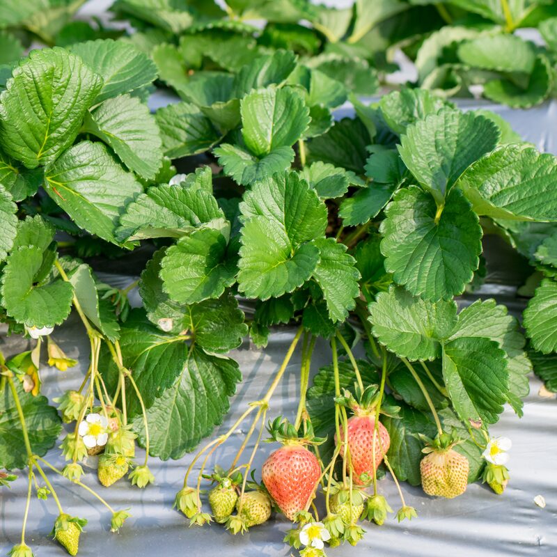 Strawberry Plants Bareroot - 50 Bareroots - Flamingo Strawberry - Image 5