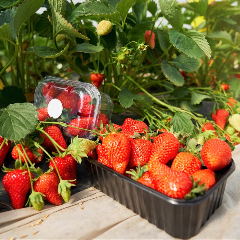Strawberry Plants Bareroot - 50 Bareroots - Flamingo Strawberry