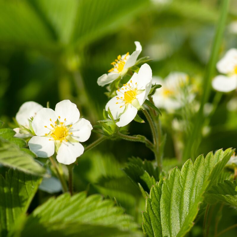 Strawberry Plants Bareroot - 50 Bareroots - Albion Everbearing Strawberry - Image 5