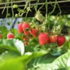 Strawberry Plants Bareroot - 50 Bareroots - Albion Everbearing Strawberry