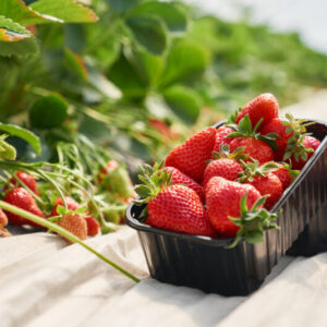 Alternative view of Strawberry Plants Bareroot - 50 Bareroots - Eversweet Everbearing Strawberry