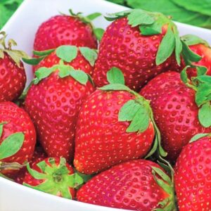 Strawberry Plants Bareroot - 10 Bareroots - Honeoye Strawberry