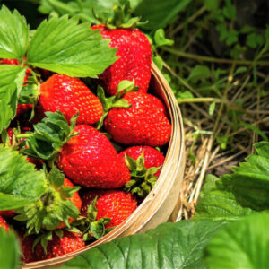 Alternative view of Strawberry Plants Bareroot - 10 Bareroots - Honeoye Strawberry