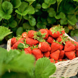 Alternative view of Strawberry Plants Bareroot - 10 Bareroots - Cabot Strawberry