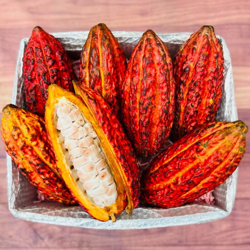 2 Fresh Cacao Fruits Theobroma Cocoa Tree Beans - Big Fruit