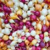 Mixed 3 colors Onion Bulbs, 50 bulbs  Bulbing Onion Seeds, Onion Bulbs For Planting, Onion Sets, Bulk Onion Sets