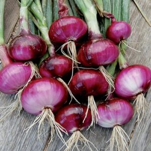 Alternative view of Red Onion Bulbs for Planting, 100 Bulbs, Bulbing Onion Seeds, Onion Bulbs For Planting, Onion Sets, Bulk Onion Sets