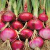 Red Onion Bulbs for Planting, 100 Bulbs, Bulbing Onion Seeds, Onion Bulbs For Planting, Onion Sets, Bulk Onion Sets