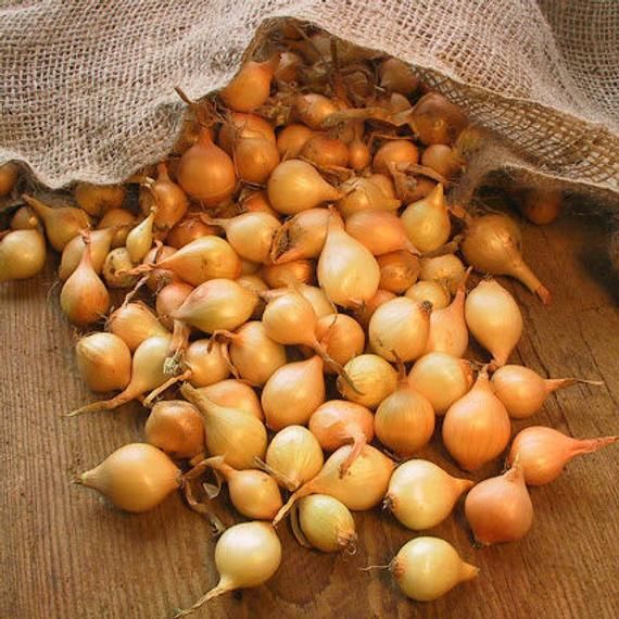 Yellow Onion Bulbs, Bulbing Onion Seeds, 100 Bulbs Onion Bulbs For Planting, Onion Sets, Bulk Onion Sets - Image 4