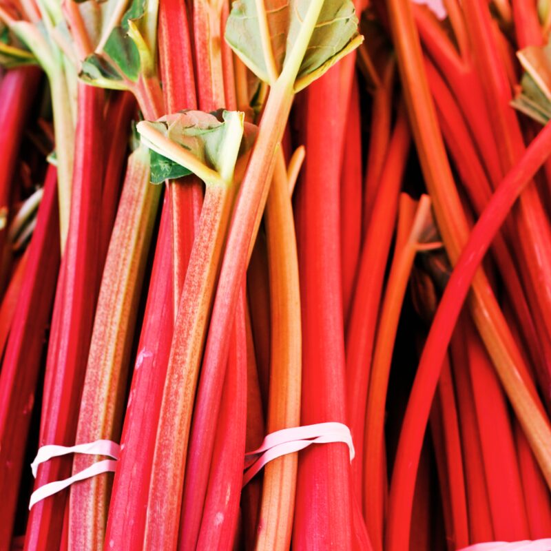 Rhubarb Plant - Image 3