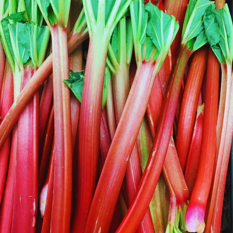 Rhubarb Plant - Image 2