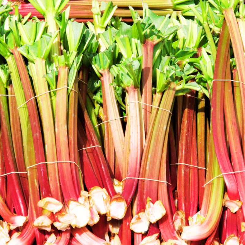 Rhubarb Plant