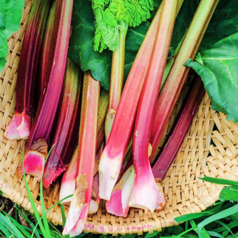 Rhubarb Plant - Image 4