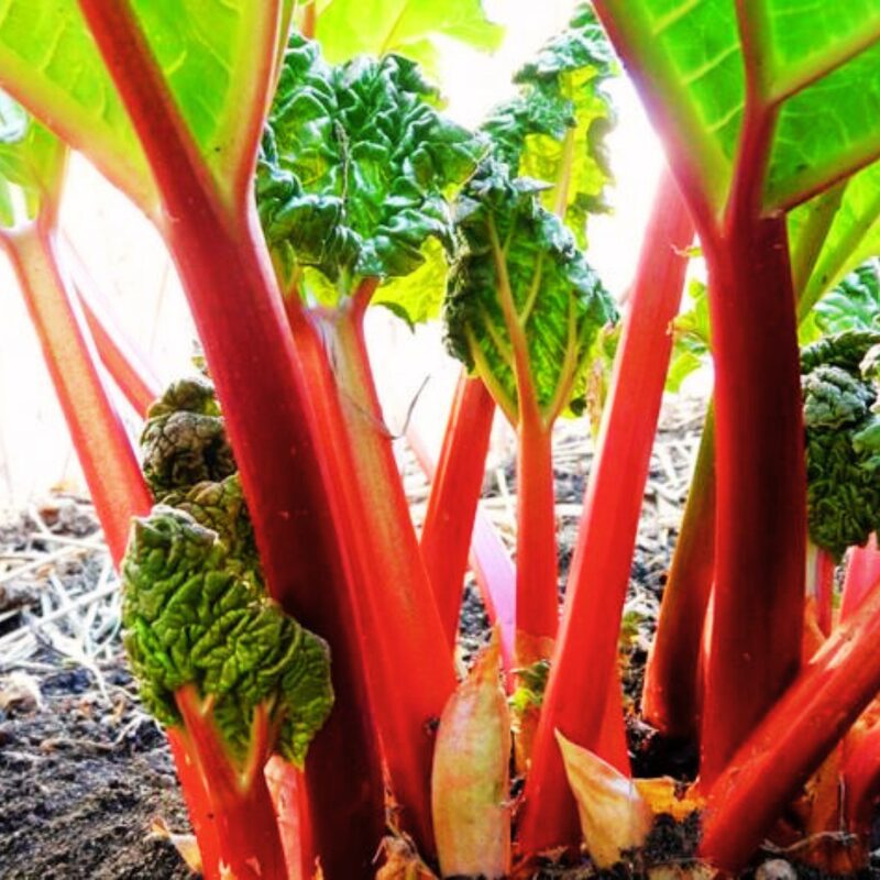 Rhubarb Plant - Image 3