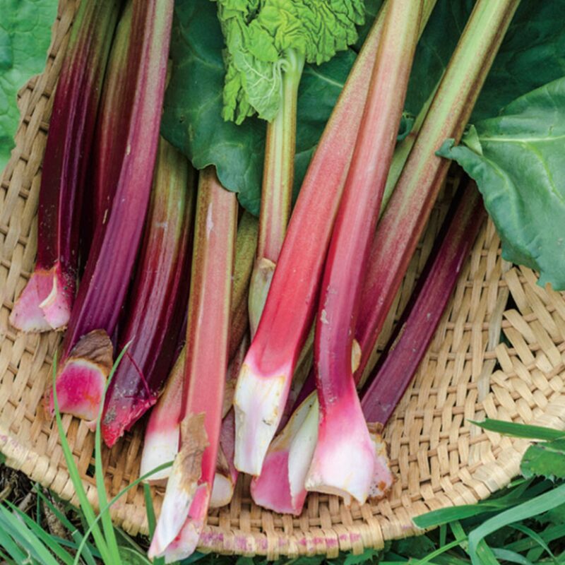 Rhubarb Plant - Image 5