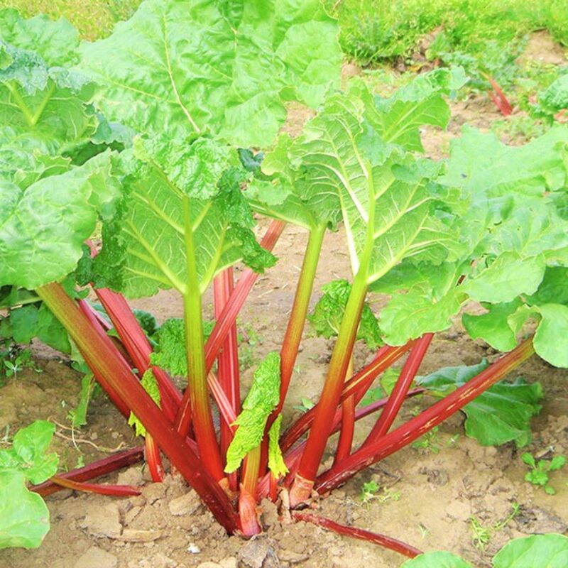 Rhubarb Plant - Image 2