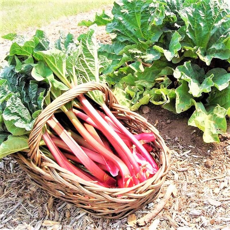 Rhubarb Plant