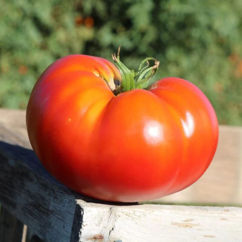 Tomato Plant 4 to 8 Inch Tall - Better Boy Tomato - Image 6