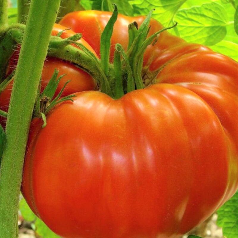 Beefsteak Tomato Plant 4 to 8 Inch Tall - Image 5