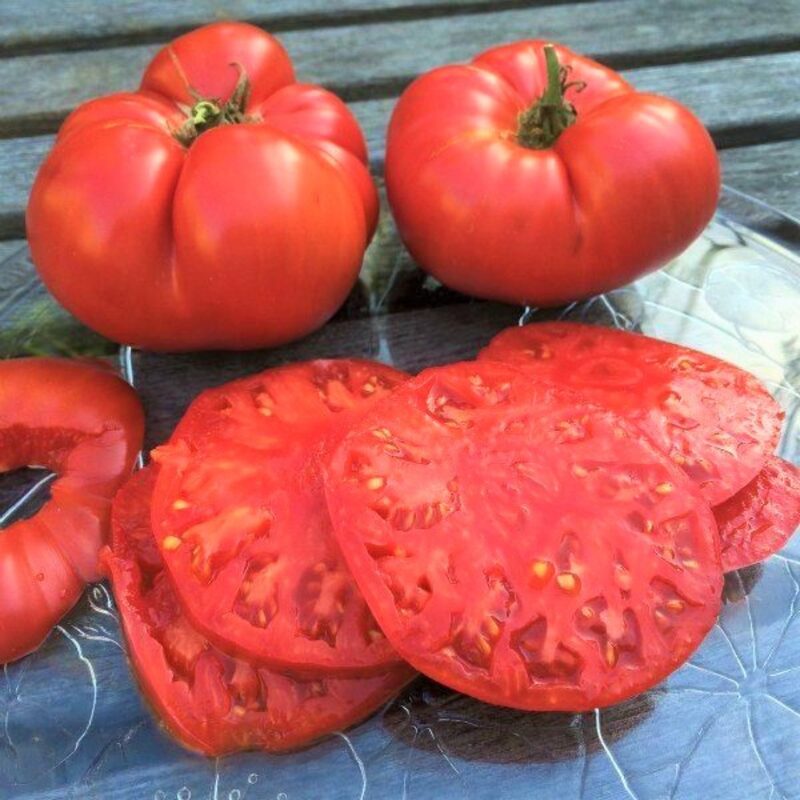 Beefsteak Tomato Plant 4 to 8 Inch Tall - Image 4