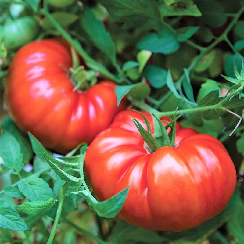 Beefsteak Tomato Plant 4 to 8 Inch Tall - Image 3