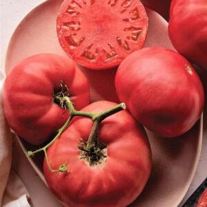 Alternative view of Beefsteak  Tomato Plant 4 to 8 Inch Tall