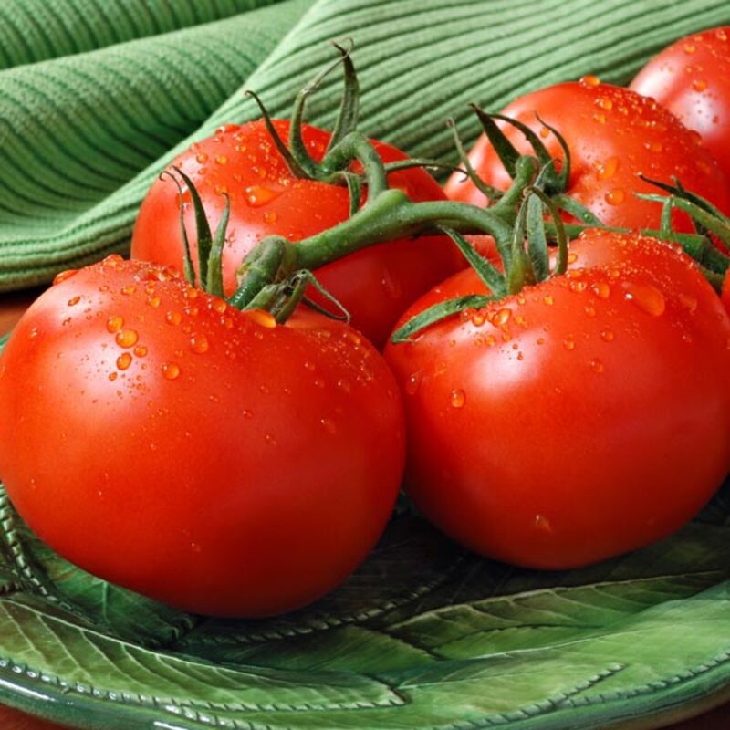 Tomato Plant Live 4 to 8 Inch Tall - Early Girl Tomato - Image 5