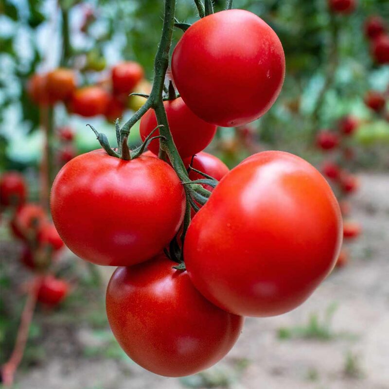 Tomato Plant Live 4 to 8 Inch Tall - Early Girl Tomato - Image 4