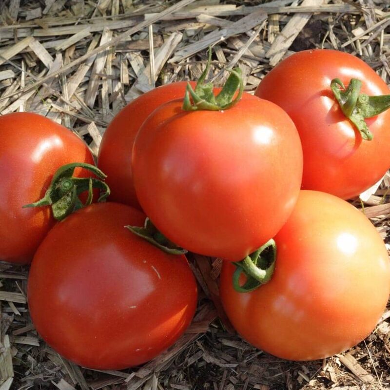Tomato Plant Live 4 to 8 Inch Tall - Early Girl Tomato - Image 2