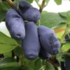 Haskap Bush - Honeyberry