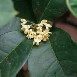 Alternative view of White Osmanthus Fragrans Sweet Tea Olive