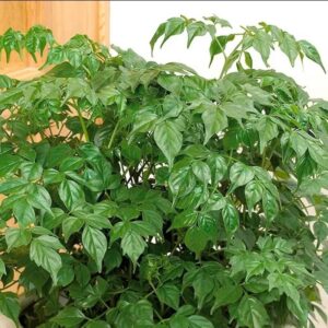 Alternative view of China Doll Plants, Radermachera sinica