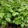 China Doll Plants, Radermachera sinica