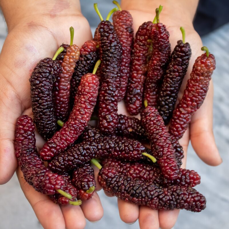Pakistan Mulberry - Image 2