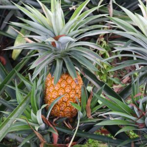 3 Pineapple Plants Live
