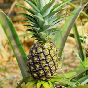 2 Pineapple Plants Live